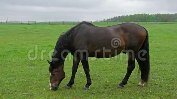 马在有栅栏的草地上放牧视频的预览图