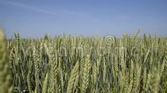 一阵阵麦穗风绿色小麦的穗状花序在田里翻麦一阵阵麦穗风视频的预览图