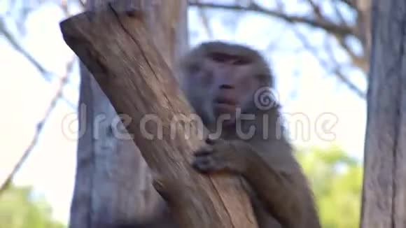 狒狒猴子攀爬视频的预览图