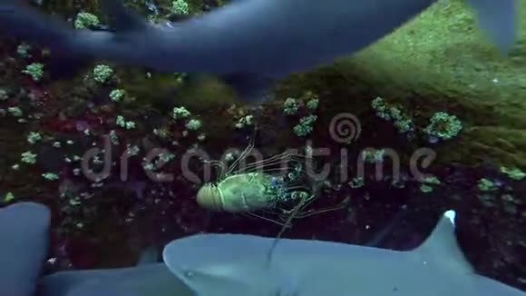 来自Revillagigedo群岛的RocaPartida岛上的海洋白鳍鲨视频的预览图