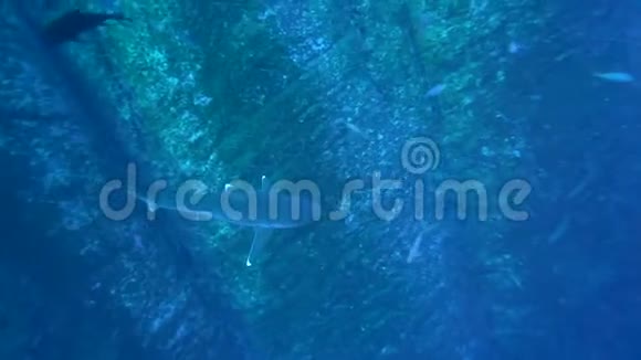 来自Revillagigedo群岛的RocaPartida岛上的海洋白鳍鲨视频的预览图