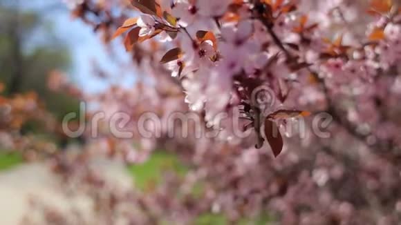 美丽绽放的樱花和阳光特写视频的预览图