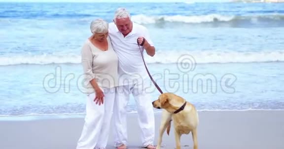 快乐的老年夫妇在沙滩上玩狗视频的预览图