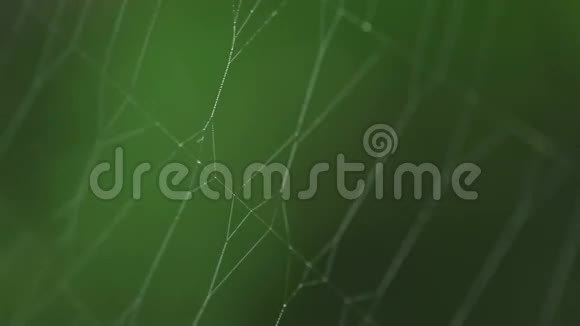 蜘蛛在网上机架焦点视频的预览图