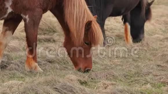 冰岛马吃草视频的预览图