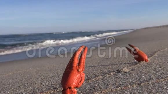 海边的红色小龙虾腿视频的预览图