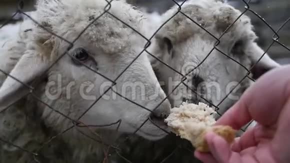 在笼子里用面包喂两只饥饿的羔羊慢动作1920x1080全高清视频的预览图
