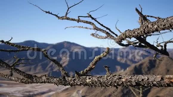 一棵古老干燥的大树位于一座美丽的风景背景下的山顶上慢动作1920x1080全高清视频的预览图