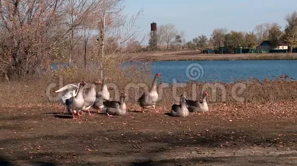 村庄池塘上的鹅和天鹅视频的预览图