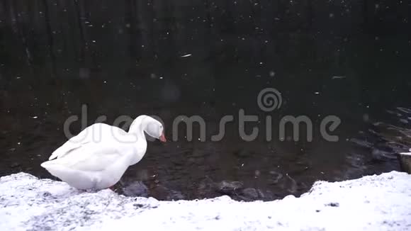 冬天一家五只鹅在一场大雪中在结冰的湖里游泳慢动作1920x1080全高清视频的预览图