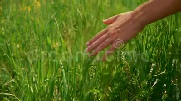 女人手触摸田野里的青草乡村和自然风光视频的预览图