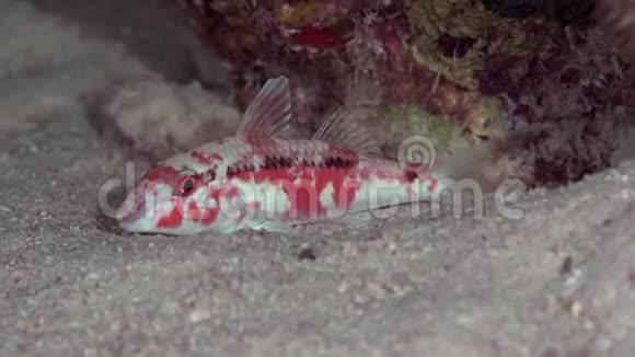 红海山羊鱼红海珊瑚沙布鲁米视频的预览图