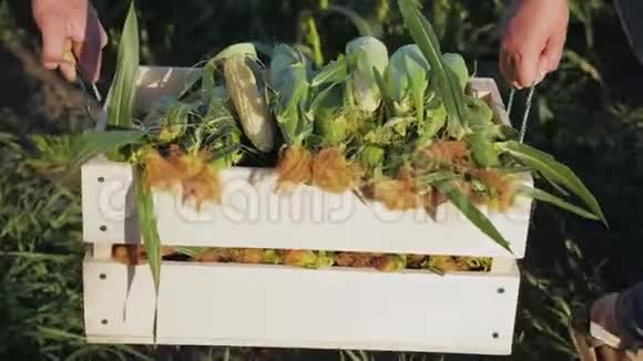 两个农民把玉米放在木箱里视频的预览图