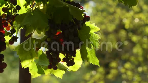 奇安提区葡萄园的红葡萄意大利托斯卡纳4KUHD视频视频的预览图
