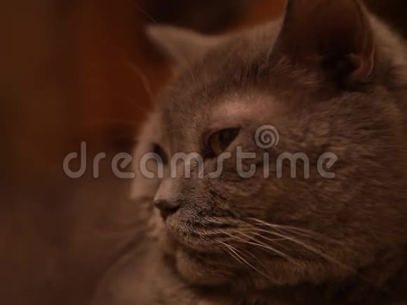 英国短毛灰猫视频的预览图