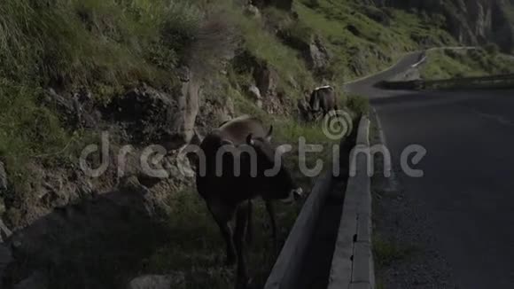 在格鲁吉亚高加索山区的路上行走的牛视频的预览图
