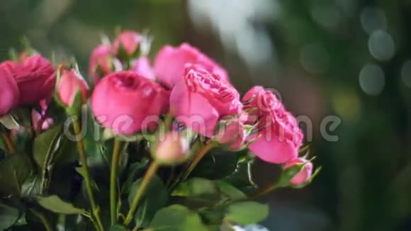 特写花束在光线的照射下旋转花的组成由粉色玫瑰的形组成视频的预览图