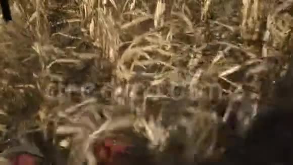 联合收割机收获了一片成熟的玉米地从小屋里看到的景色视频的预览图