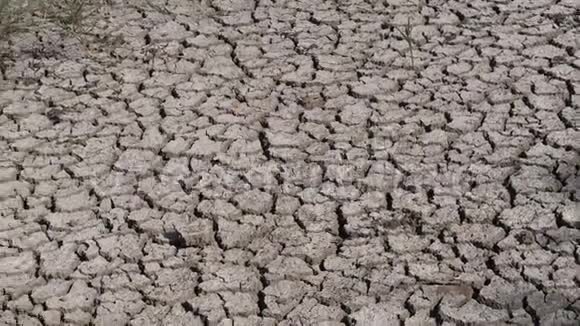 在法国东南部的卡马尔盖沼泽干旱视频的预览图