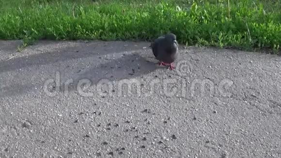 鸽子哥伦比亚利维亚走在人行道上录像片视频的预览图