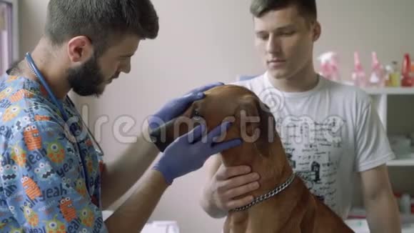 兽医检查狗的眼睛视频的预览图