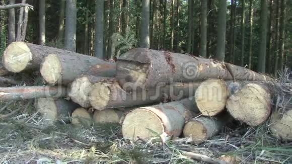 在森林里提取的原木视频的预览图