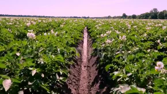 种植在种植园里的马铃薯一排排绿色的开花的马铃薯灌木生长在农田里白色淡粉色的花朵盛开视频的预览图