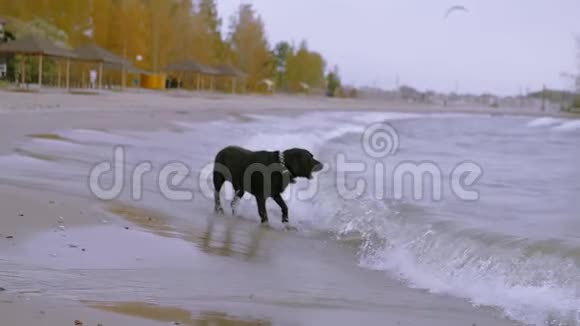 一只快乐的黑狗站在沙滩上在海浪中吠叫高清1920x1080慢动作视频的预览图