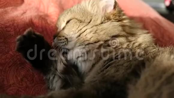 一只毛茸茸的猫躺着舔爪子洗了高清1920x1080慢动作视频的预览图