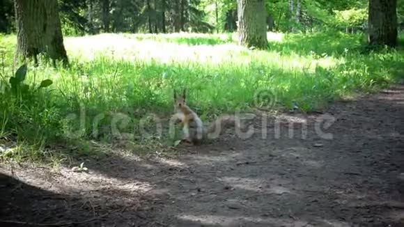 可爱的红松鼠把坚果藏在公园里视频的预览图