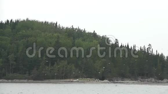 在魁北克的Bic国家公园风和阴天使树木移动视频的预览图