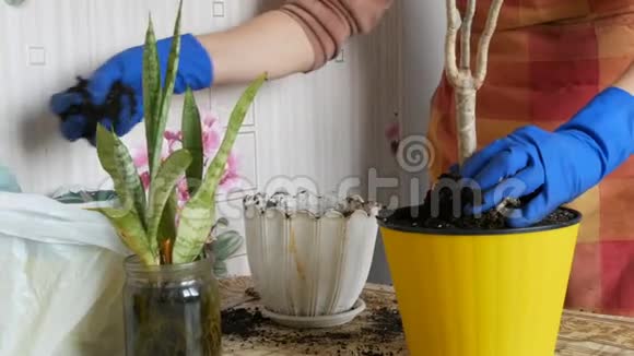 春天的一个女人把室内花从旧花盆移植到新花盆视频的预览图