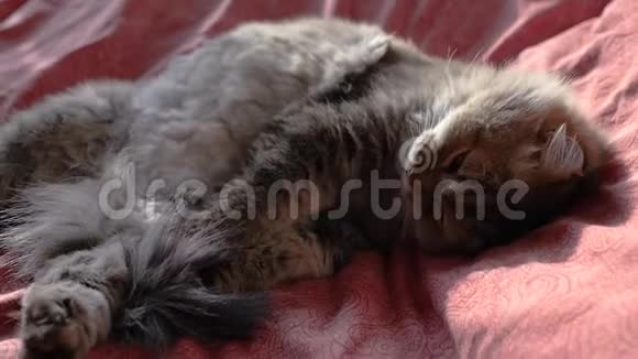 毛茸茸的猫白天睡在床上醒来高清1920x1080慢动作视频的预览图