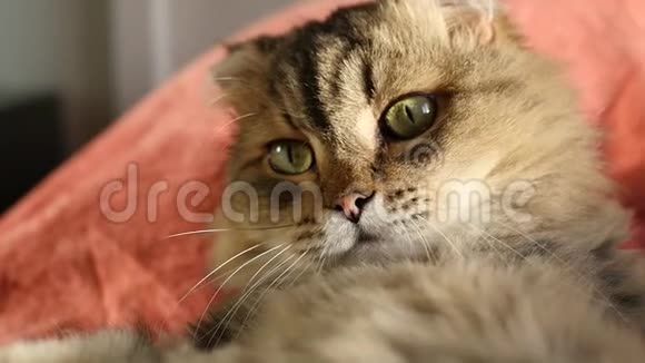 一只毛茸茸的滑稽猫躺在床上试图用爪子拍打相机高清1920x1080慢视频的预览图