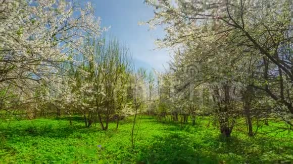 春天的花园樱花和太阳倾斜时间流逝视频的预览图