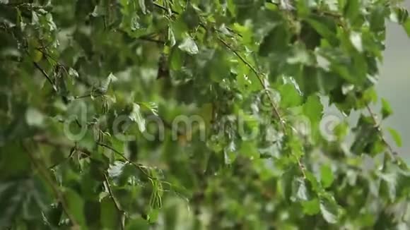 潮湿的树枝和倾盆大雨紧紧地向上绿树在模糊的雨背景下森林中树枝上的水滴视频的预览图