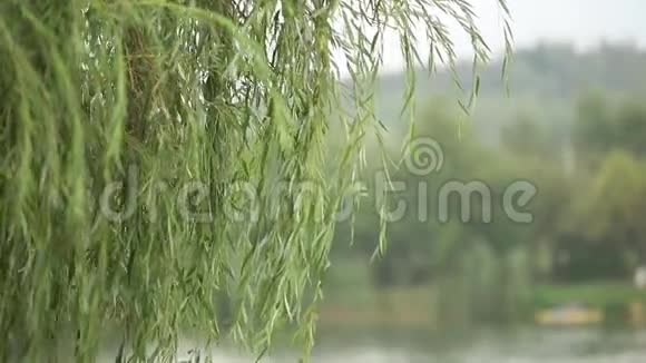 潮湿的树枝和倾盆大雨紧紧地向上绿树在模糊的雨背景下森林中树枝上的水滴视频的预览图