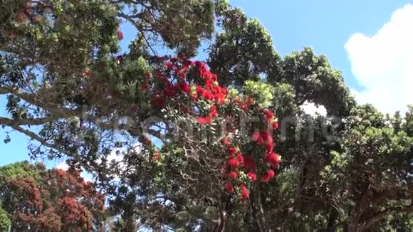 新西兰有红花的美丽的树视频的预览图