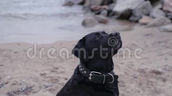一只狗正在海边捕捉食物高清1920x1080慢动作视频的预览图
