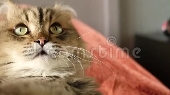 一只毛茸茸的滑稽猫躺在背上抬头舔自己高清1920x1080慢动作视频的预览图