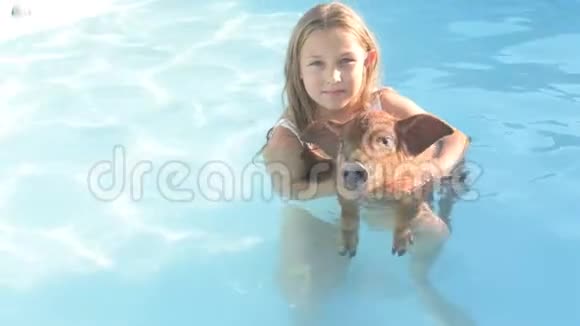 穿着泳衣的小女孩正和杜洛克品种的红猪在清澈湛蓝的游泳池里游泳黄猪2019年视频的预览图