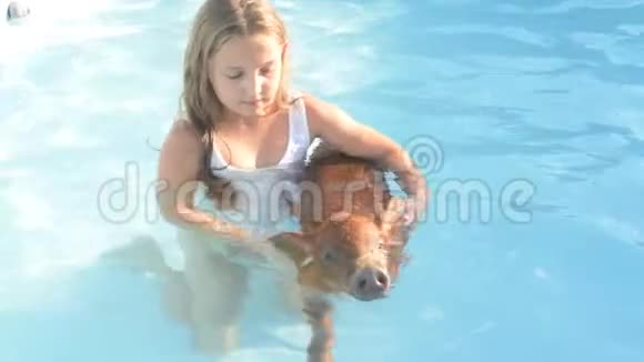 穿着泳衣的小女孩正和杜洛克品种的红猪在清澈湛蓝的游泳池里游泳黄猪2019年视频的预览图