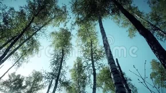 春天的阿甘库尔斯克森林中的绿色森林视频的预览图