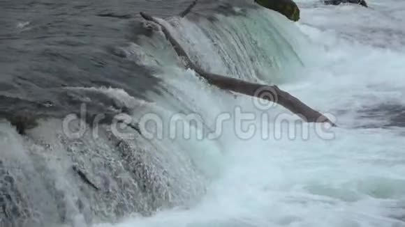 在阿拉斯加的卡特迈国家公园布鲁克斯瀑布棕熊在半空中捕捉跳跃的鲑鱼视频的预览图