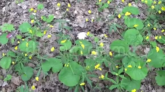 春天森林里的树荫下有黄色的花拍摄静态摄像机轻风视频的预览图
