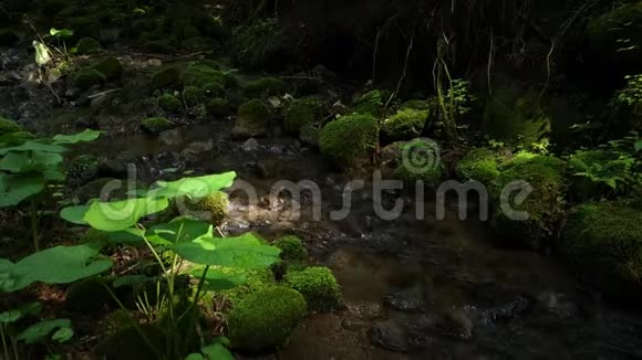 森林中的山溪小溪流在山上视频的预览图