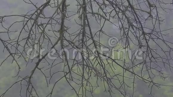 浓雾覆盖森林景观夏天下雨了有滴的树视频的预览图