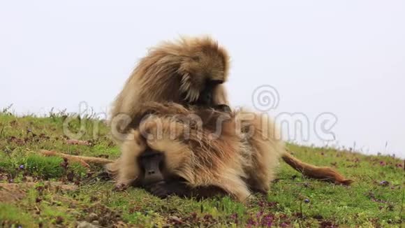 埃塞俄比亚西米恩山区的Gelada狒狒视频的预览图