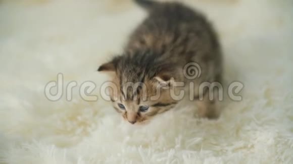 小猫咪在毯子上视频的预览图