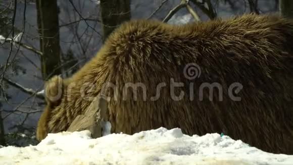 冬天森林里的棕熊一只大熊在白雪中漫步视频的预览图